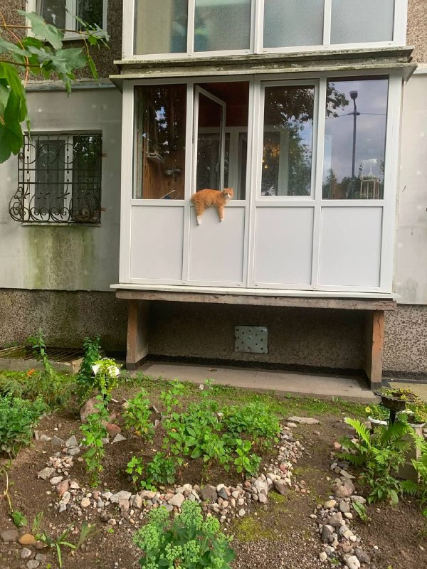 Наполовину уличный кот