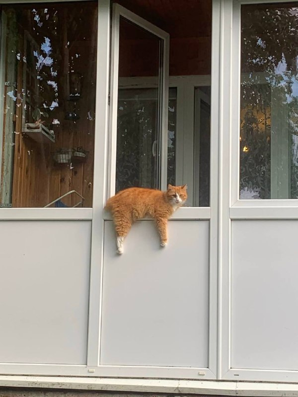 Наполовину уличный кот