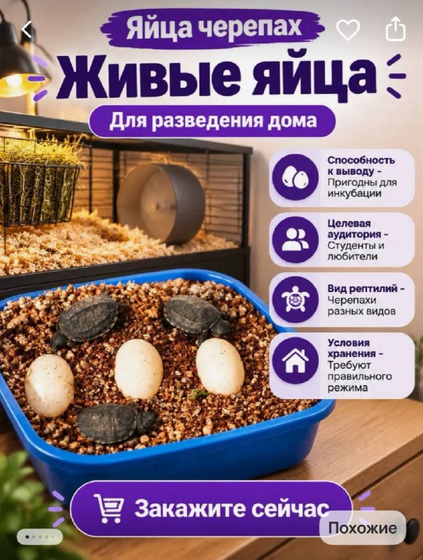 Черепашьи яйца продают на маркетплейсах: многие черепашки успевают вылупиться во время доставки и погибаютСеллеры создают десятки дублирующих карточек, маскируя рептилий под сувениры, но при этом прикладывают инструкции по инкубации