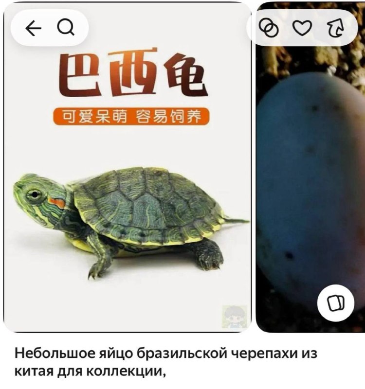 Черепашьи яйца продают на маркетплейсах: многие черепашки успевают вылупиться во время доставки и погибаютСеллеры создают десятки дублирующих карточек, маскируя рептилий под сувениры, но при этом прикладывают инструкции по инкубации